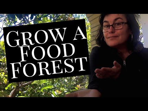 Growing Plants Together: Guilds, Companion Plants, and Polycultures in a Permaculture Garden