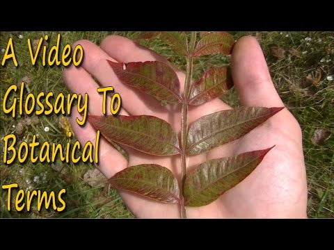 How To Identify Wild Plants - A Guide To Botanical Terms