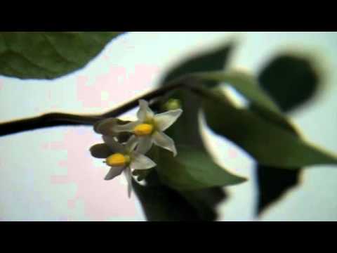 Eat The Weeds: Episode 120: The American Nightshade Part I