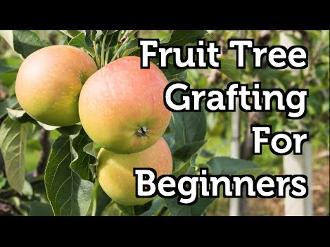 Fruit Tree Grafting for Beginners