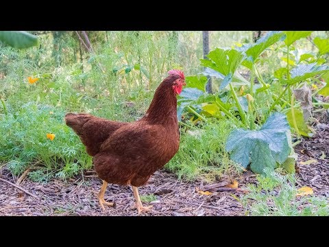 Chickens In The FOOD FOREST, Permaculture Gardening With Chickens