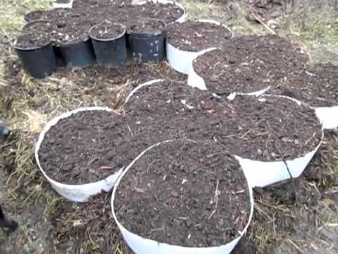 Plant Propagation for low to no cost