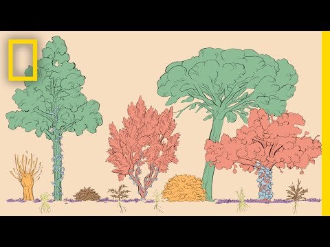 A Forest Garden With 500 Edible Plants Could Lead to a Sustainable Future | Short Film Showcase