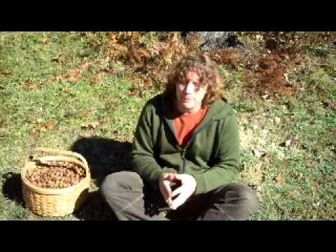 From Tree to Table: gathering and processing acorns