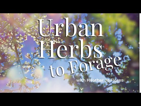 Urban Herbs to Forage in the City! Eat the Weeds!