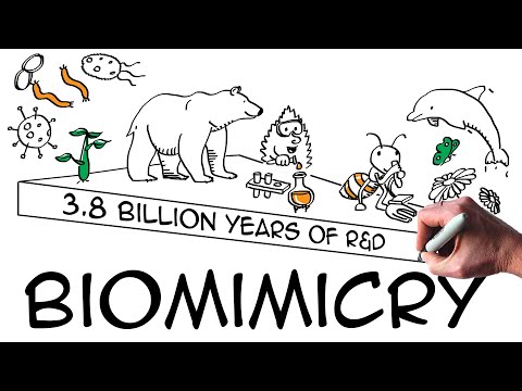 Biomimicry: definition &amp; examples (explained with drawings)