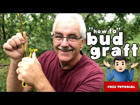 HOW TO BUD GRAFT (STEP BY STEP GUIDE)