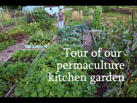 Tour of our permaculture kitchen garden