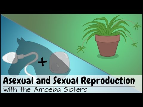 Asexual and Sexual Reproduction