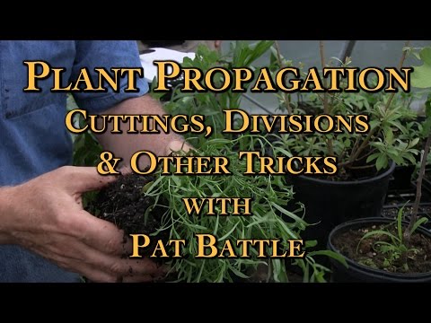 Plant Propagation Cuttings, Divisions &amp; Other Tricks with Pat Battle