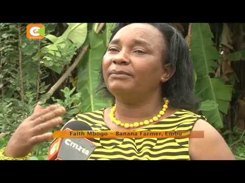 Smart Farm: Women group found niche in banana value addition