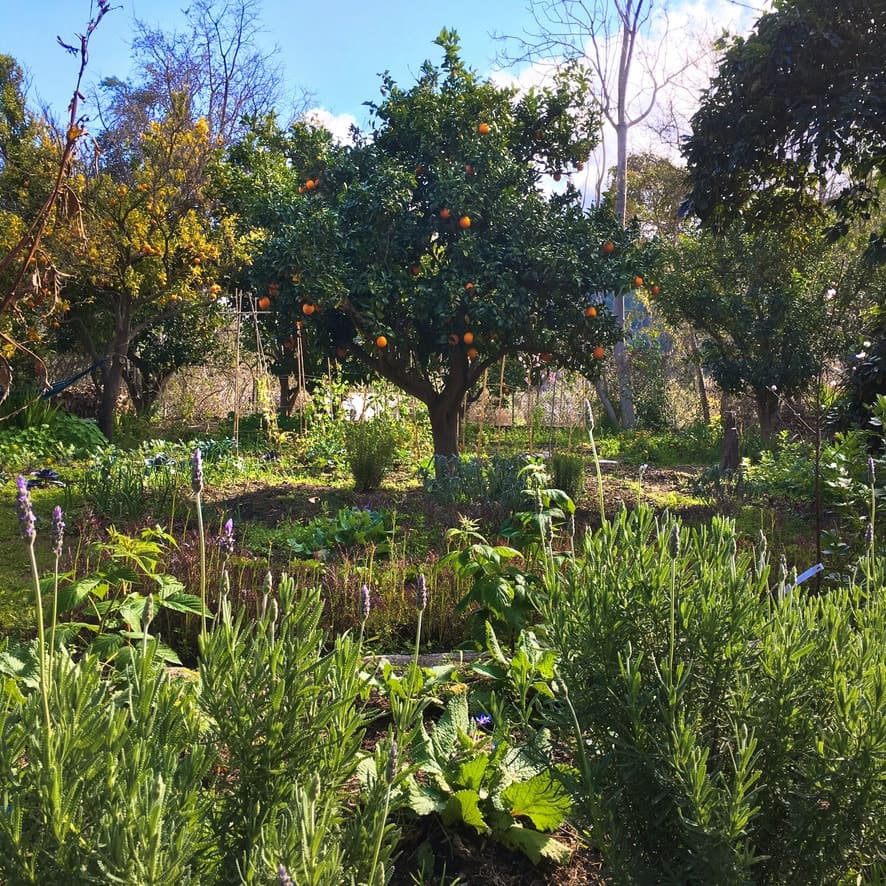 f7fe3703 543c 4c4f aa68 f6e690992e15 orig mediterranean food forest