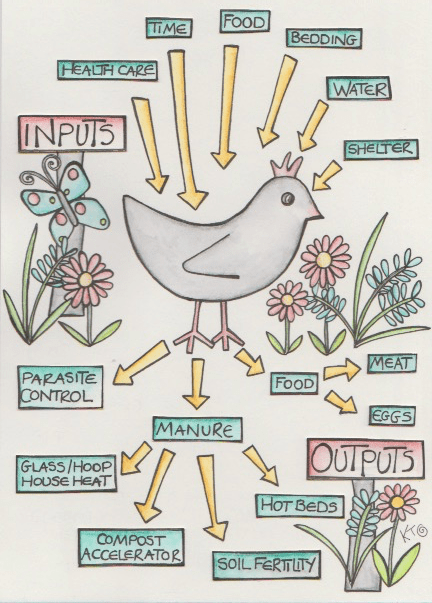 inputs and outputs of keeping chickens and birds