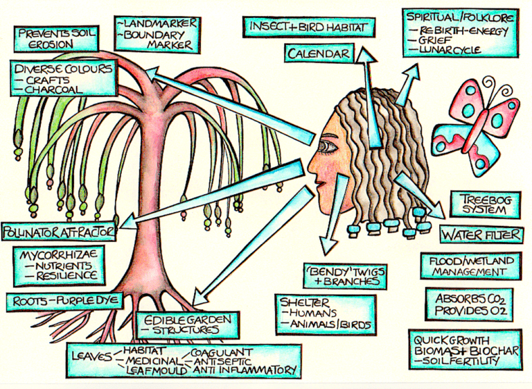 Observation illustration by Kt Shepherd