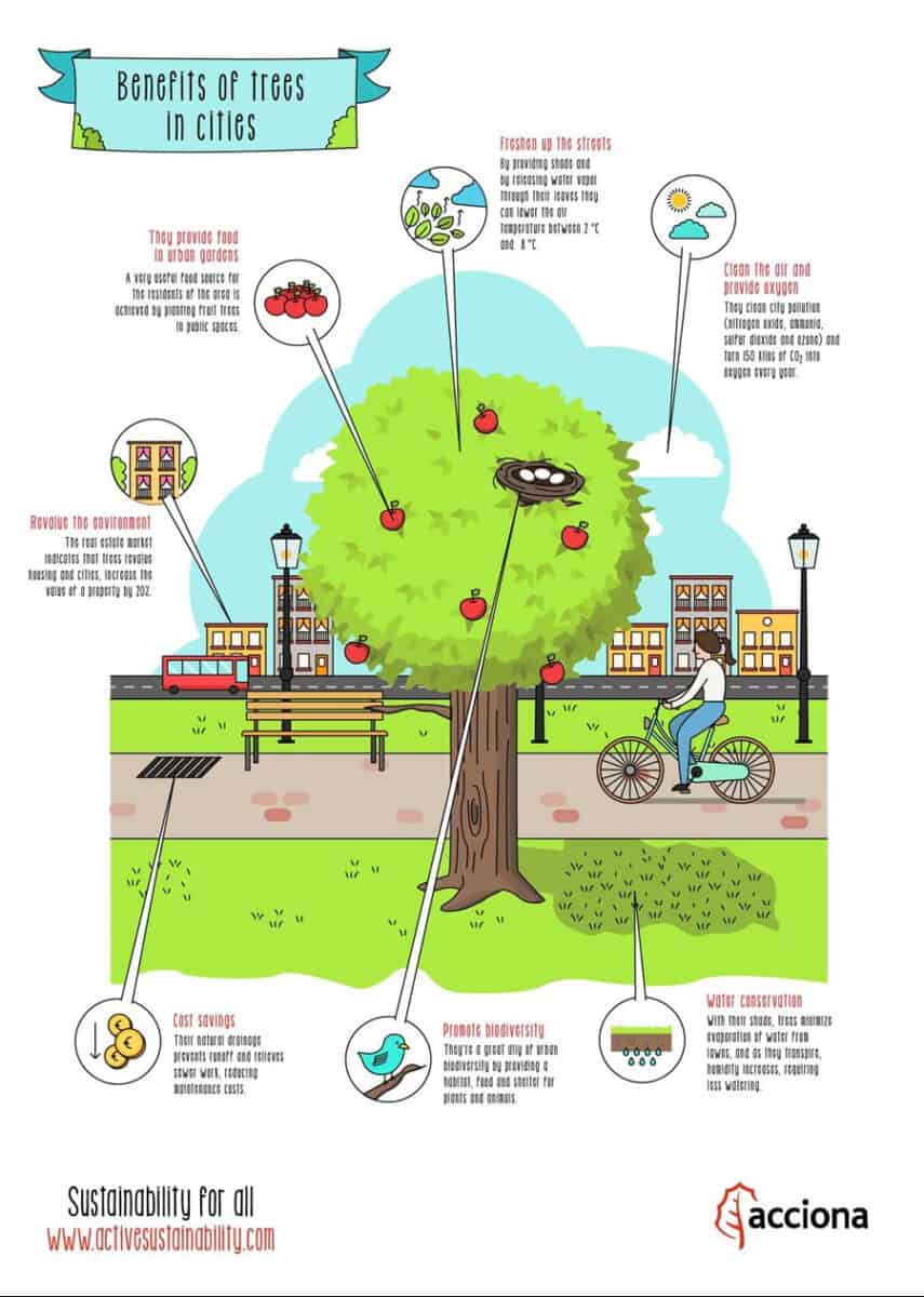 2b227b54394057959bbc42239126796a420223d0 orig infographic benefits of trees in cities