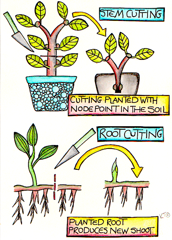 plant propagation infographic