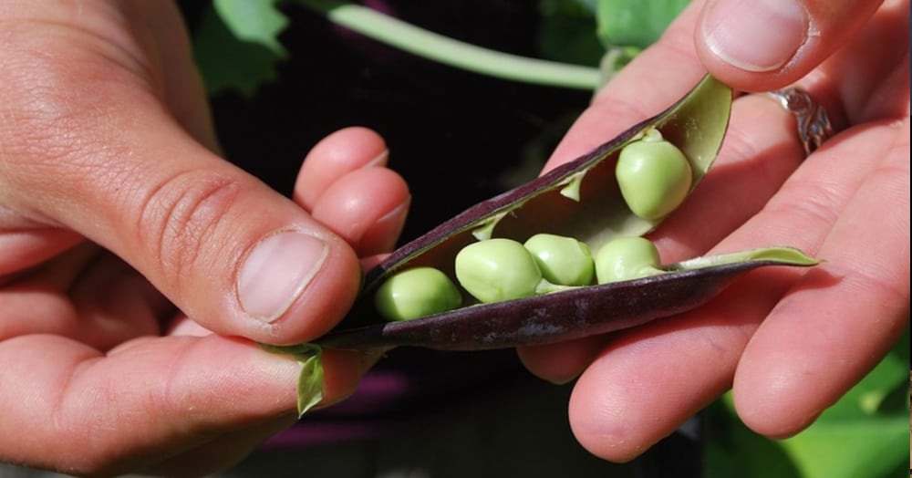 donations hands with peas in a pod