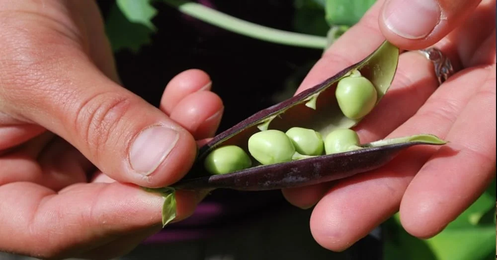 donations hands with peas in a pod