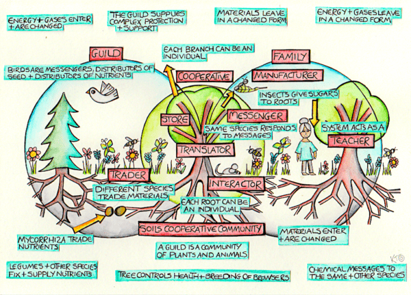 tree crops in a permaculture paradise 