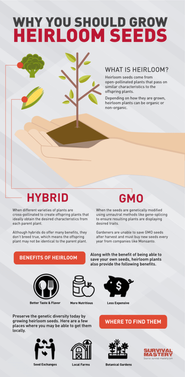 heirloom seeds benefits infographic 56acaee848d79 w1500 heirloom seeds infographic