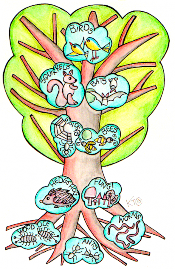 Eco-Niche illustration by Katie Shepherd