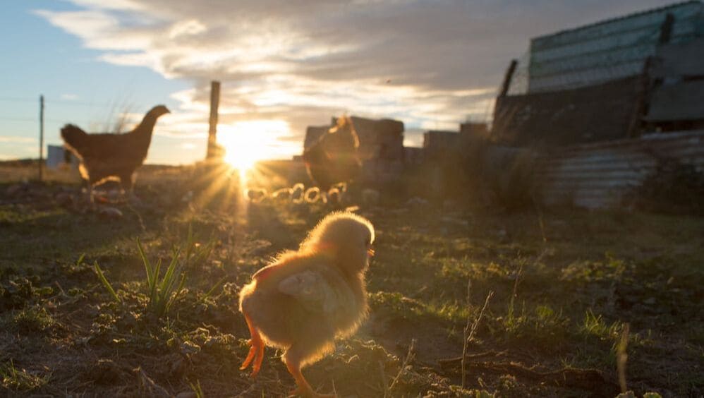 chicken on farm orig chick