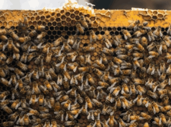 bees in a hive with honeycomb