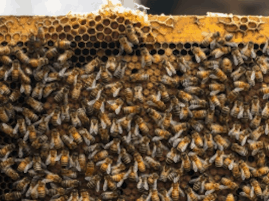 screen shot 2019 07 16 at 2 36 29 pm orig bees in a hive with honeycomb