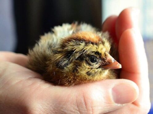 baby chicken in a hand
