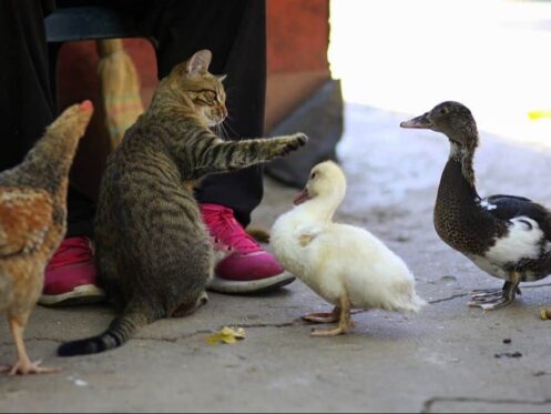 kitten playing with ducks