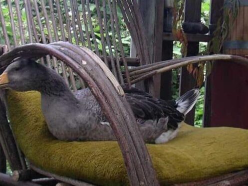 goose sitting on a chair