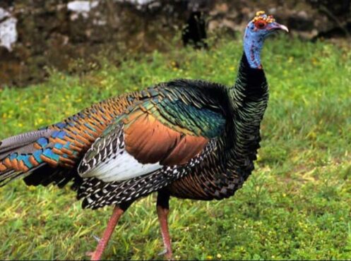 aztec mayan turkey gettyimages 453606280 feature colourful turkey on grass
