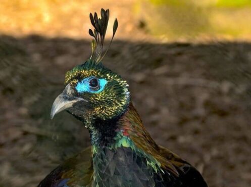 gloss pheasant 4166917 960 720 ghost pheasant with turquoise around eye