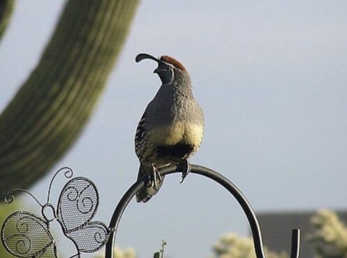 gambels-quail-on a fence