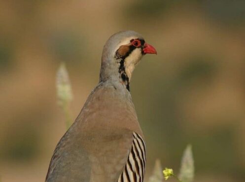 chukar chukar bird with stripes on chest