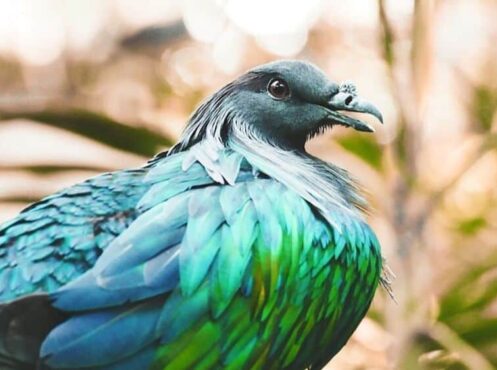 nicobar pigeon 1149381 960 720 nicobar- turquoise and green pigeon