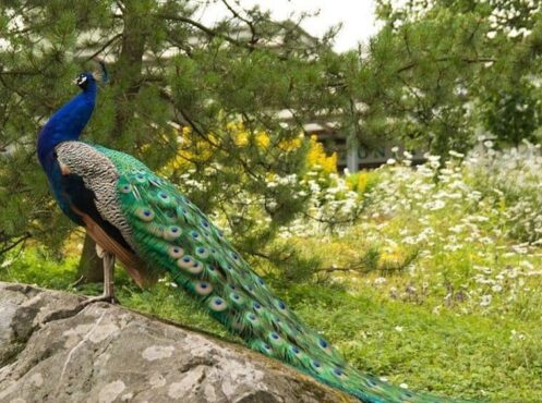 male peacock in flowery garden