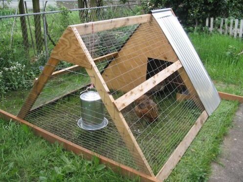 A-frame chicken tractor from portland oregon