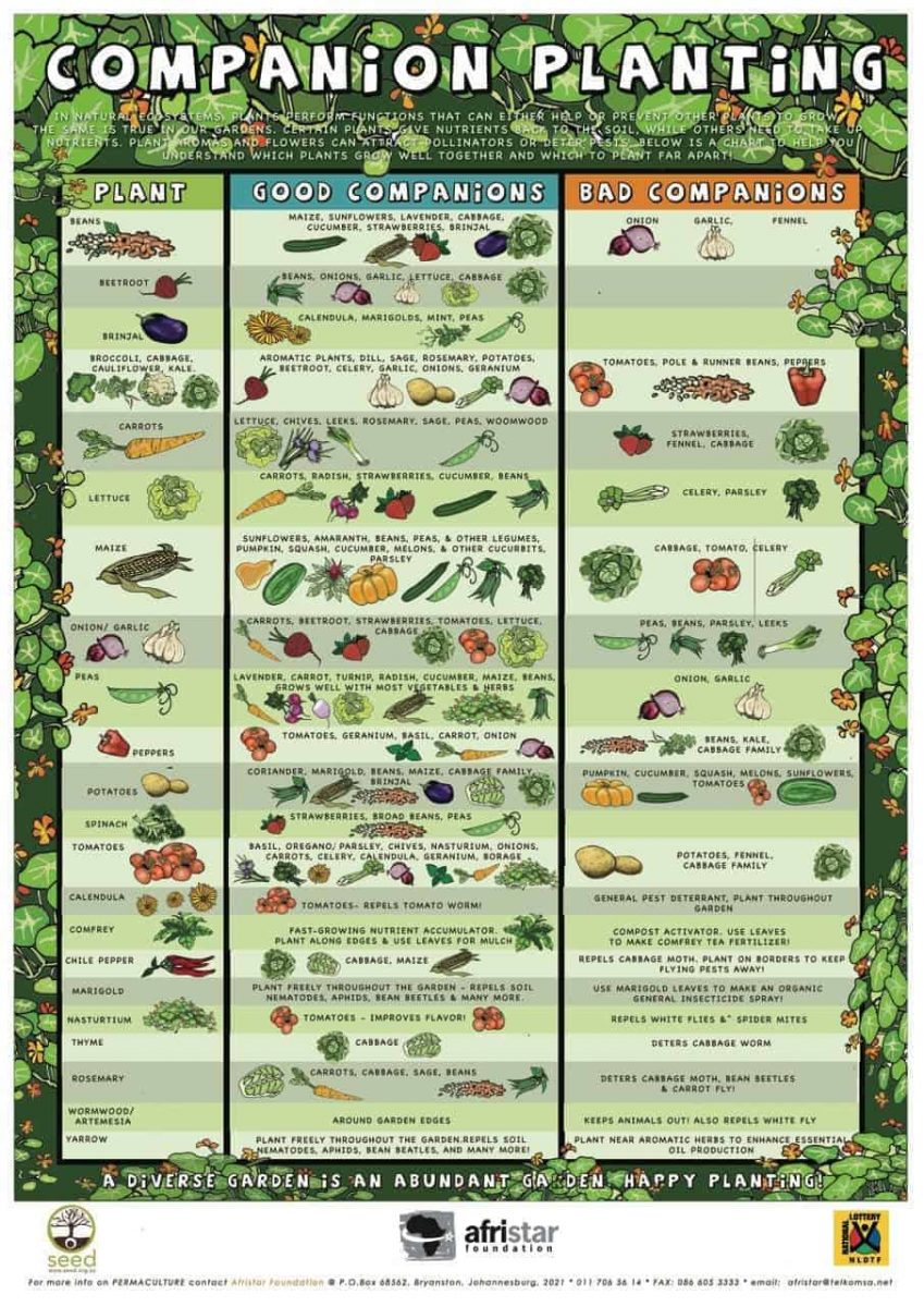 companion planting afristar orig companion-planting-afristar_orig