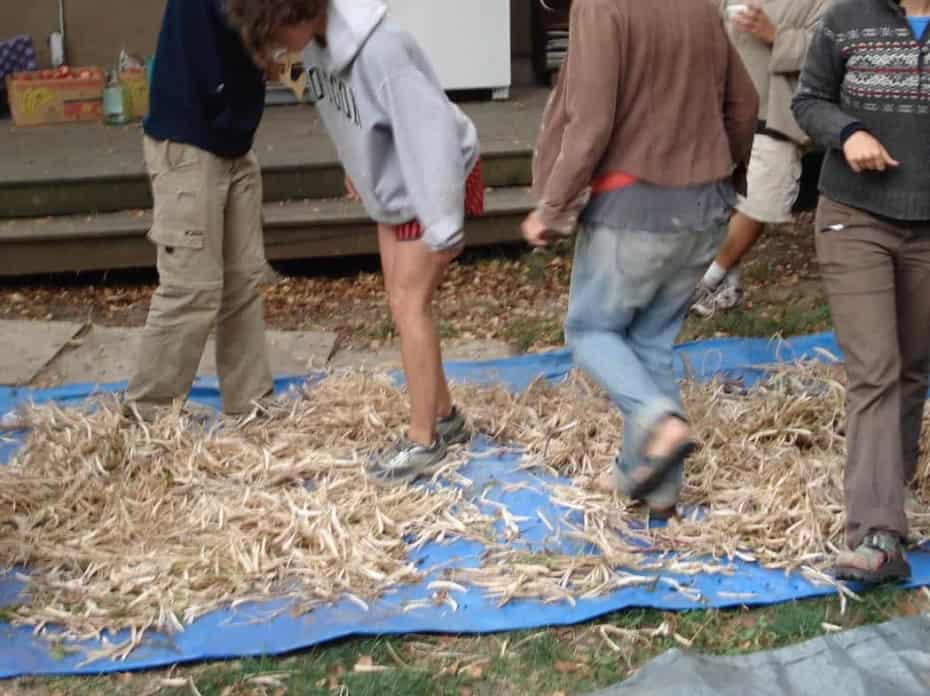 people cleaning seeds on a tarp