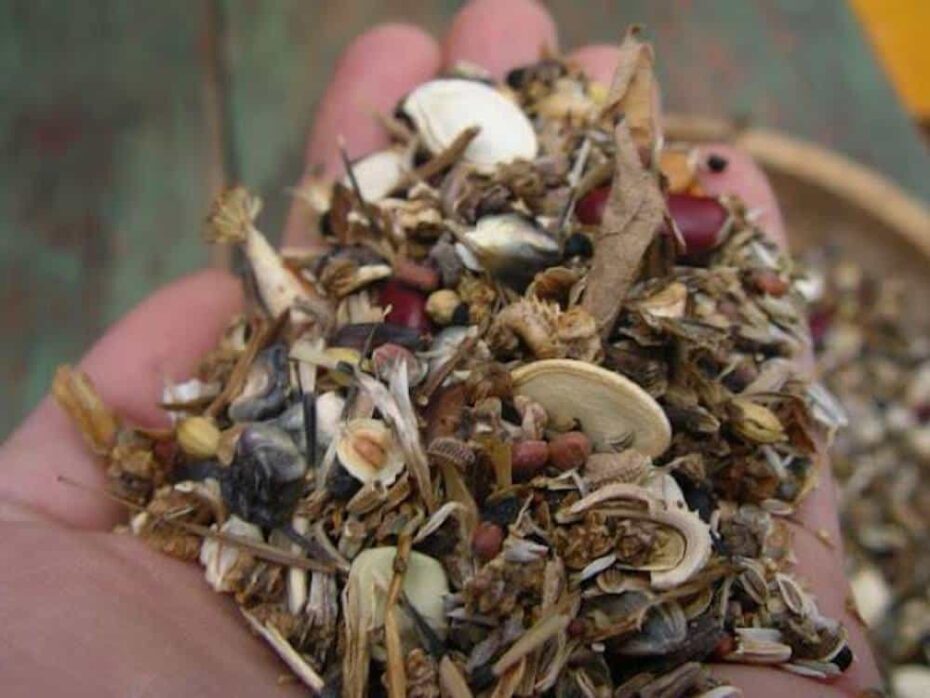 9 seeds in the hand orig hand holding a mixture of seeds