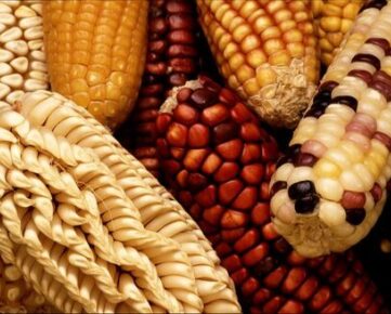 heirloom corn seed