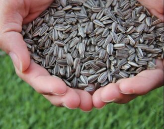 sunflower seeds in hands