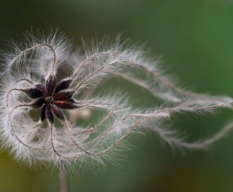 seed frond spiral