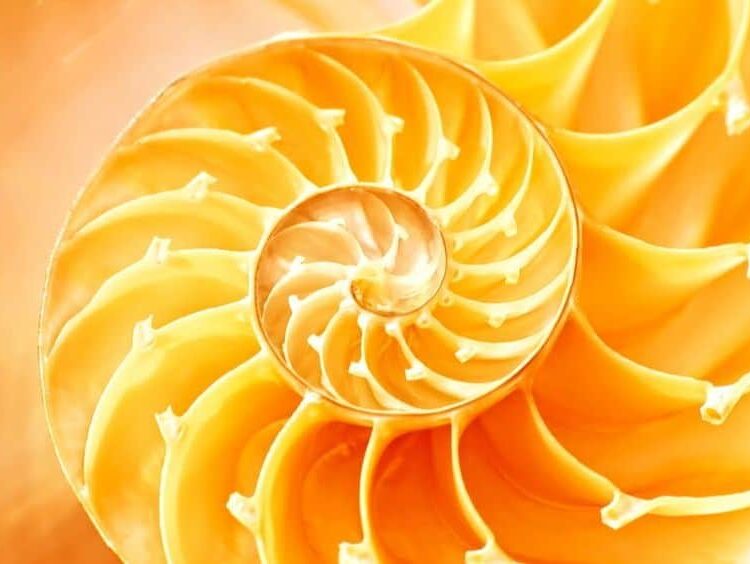 Biomimicry  - nautilus spiral golden ratio