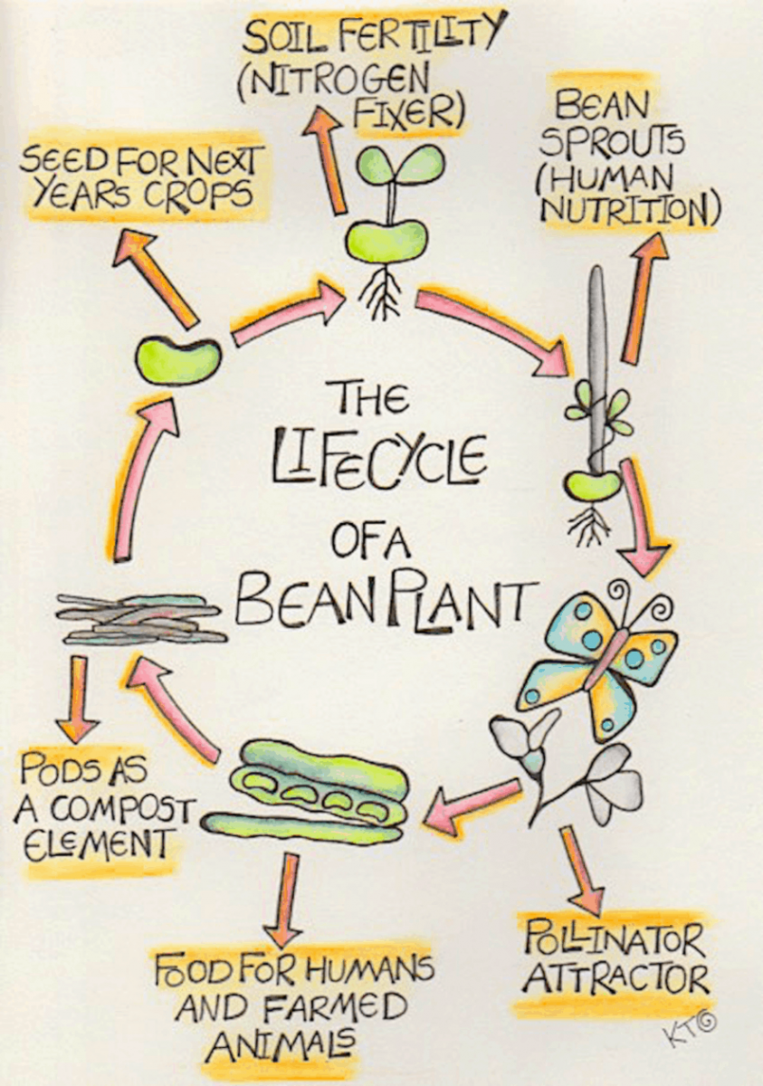 lifecycle of bean plant showing cyclic opportunity within permaculture 
