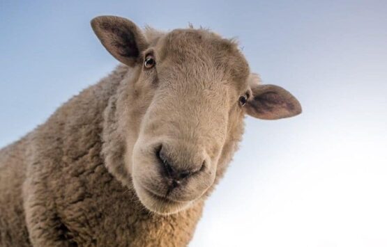 a woolly sheep looking down - Animals in a Permaculture System