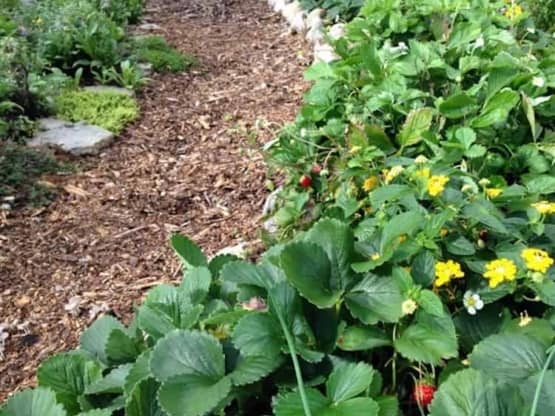 amy s berm strawberry plants in swales with wood chip path