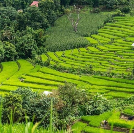 rice fields in Thailand with wooded areas 