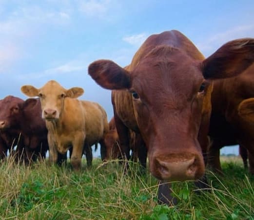 cows on grass looking down with sky behind - Animals in a Permaculture System